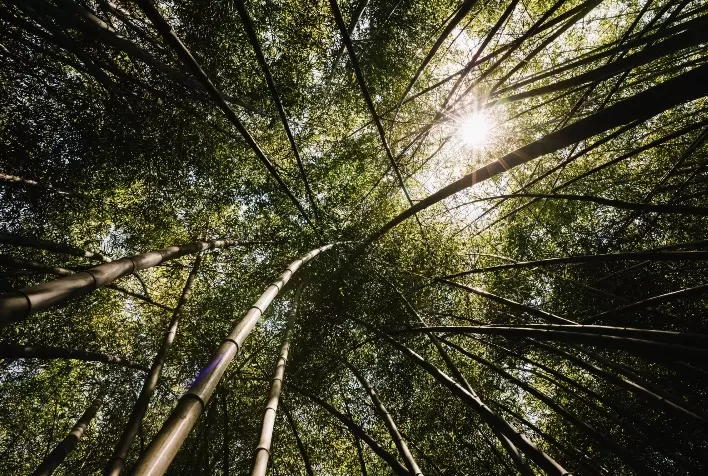Hitachi Vantara e Rainforest Connection analisam dados para prevenir extração ilegal de madeira