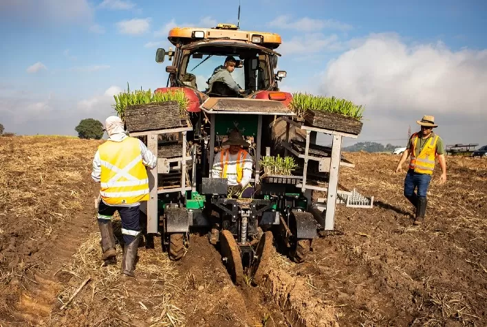 Eliminações de torrões nas áreas de plantio de cana é essencial para o bom enraizamento da planta