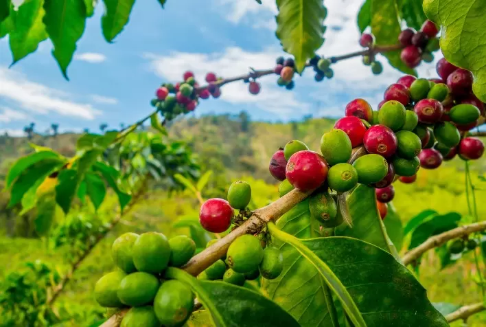 Preparo do solo é fundamental para o cafezal produzir mais e melhor
