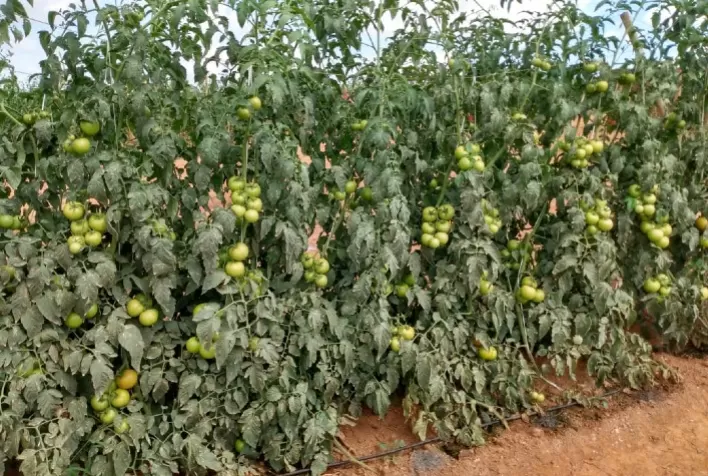 Produtividade e segurança: tomate Tyson leva um pacote de resistência às principais doenças ao produtor