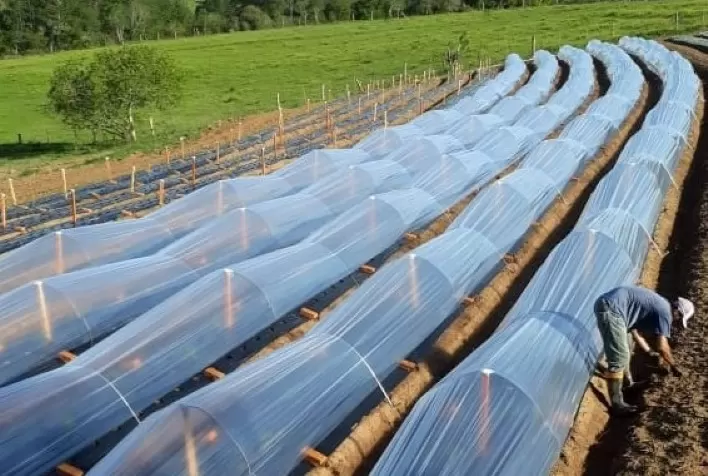 Projeto envolvendo startups leva tecnologia aos agricultores e agiliza serviço de distribuição de alimentos orgânicos