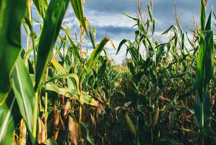 Milho safrinha terá janela de cultivo mais arriscada