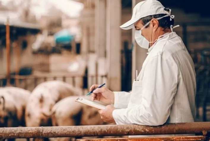 Criação de porcos e aves está presente na maior parte de estabelecimentos agrícolas catarinenses