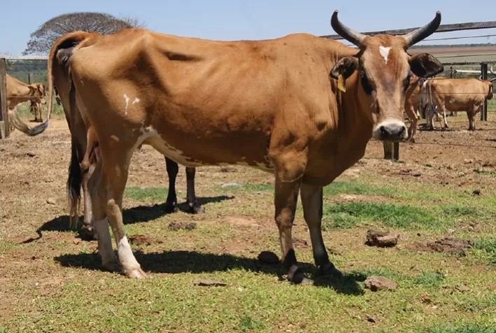 Algoritmo identifica bovinos individualmente no campo por meio de imagens