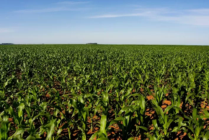Governo do Estado investe R$ 24 milhões para incentivar o cultivo de grãos em Santa Catarina