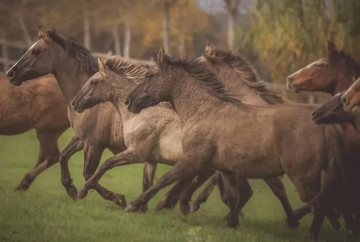 Cavalo Crioulo brasileiro se destaca no mercado externo e realiza negócios