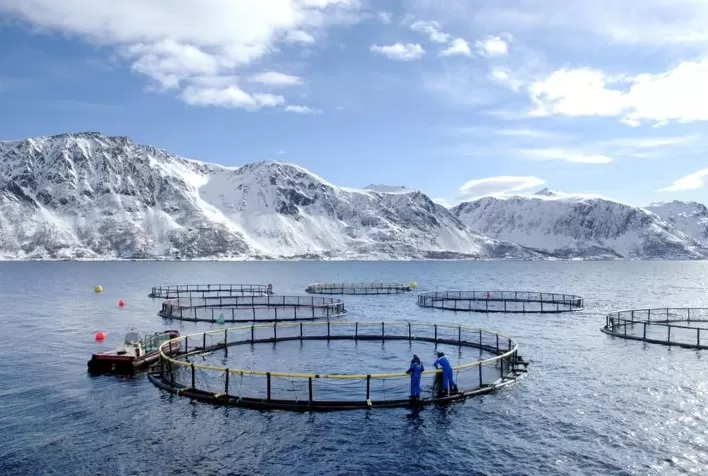 Conheça os elevados padrões de alimentação sustentável na criação e pesca do Salmão da Noruega