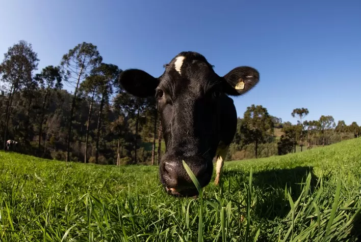 Evento online debate estratégias de manejo de trigo para produção de pastagem e silagem