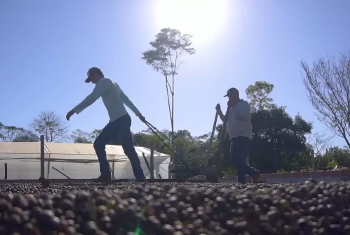 Cafés do Brasil produzirão 47 milhões de sacas sendo 32 milhões de café arábica e 15 milhões de conilon em 2021