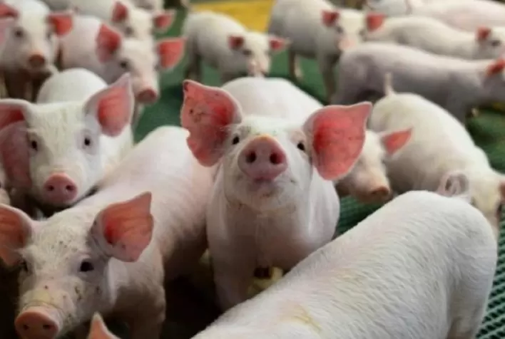 Mercado de suínos fecha semana em queda