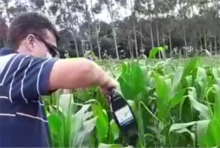 IMA inicia monitoramento da cigarrinha do milho