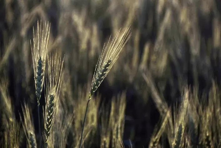 Campanha de valorização do trigo gaúcho é lançada no RS