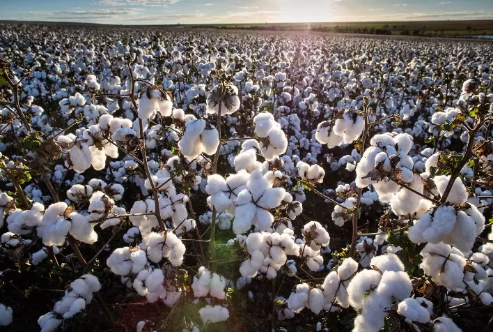 Desafios de saúde vegetal podem comprometer até 90% da produção de algodão, com forte impacto na indústria têxtil