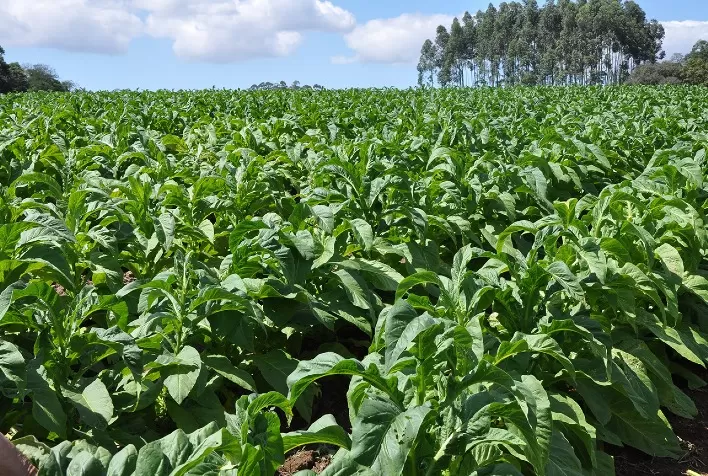 Volume de tabaco produzido com uso eficiente da água cresce 180% em três anos