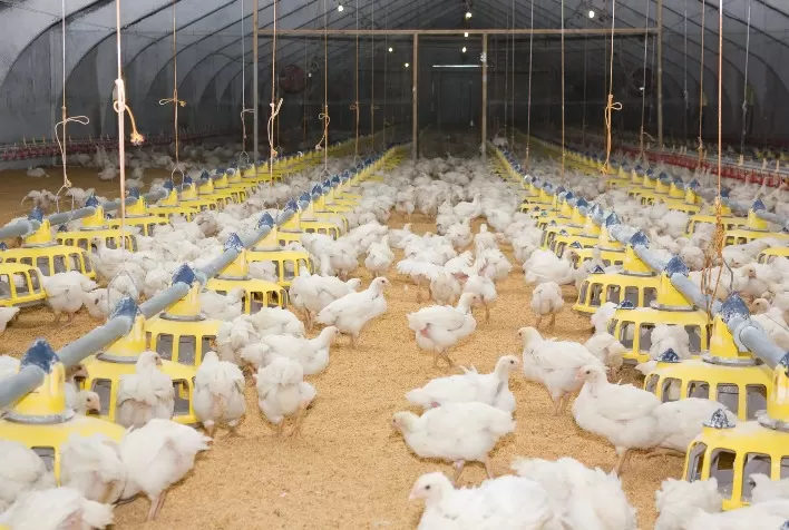Estratégia de biosseguridade no intervalo de lotes para melhorar status sanitário no frango de corte