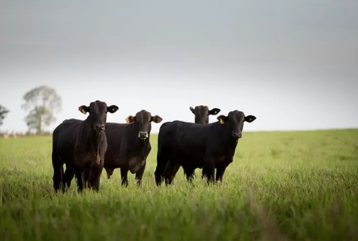Zoetis tem novo protocolo de IATF para vacas de corte em anestro
