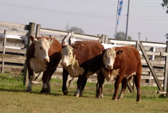 Carne Hereford encerra 2020 com mais de 40 mil animais certificados