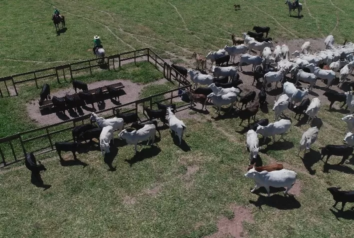 Ciência na prática: projeto global da Trouw Nutrition valida soluções nutricionais em fazendas de pecuária