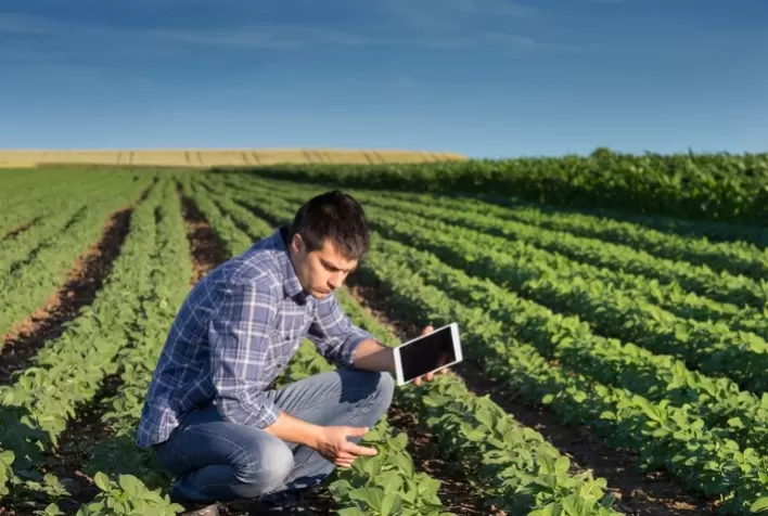 Oportunidade para startup desenvolver tecnologias sustentáveis na produção de soja