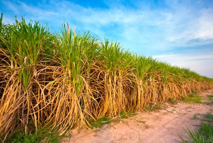 Ubyfol lança novas soluções para o cultivo de cana-de-açúcar