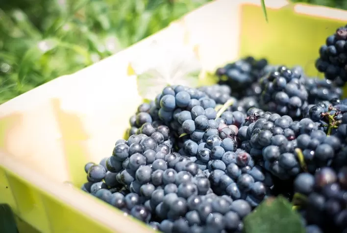 Safra de uvas 2021 é concluída na Vinícola Aurora e volume chega a 90 milhões de quilos