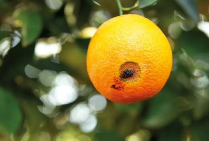 Ataques por moscas-das-frutas e bicho-furão: período é favorável e produtores devem ter atenção ao monitoramento e manejo