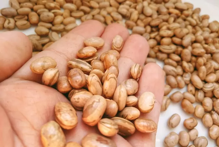 Nutrição de alta tecnologia minimiza estresse e garante alta produtividade no feijão