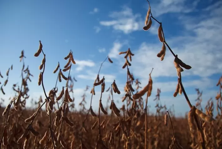 Custo de produção de soja em Mato Grosso aumenta