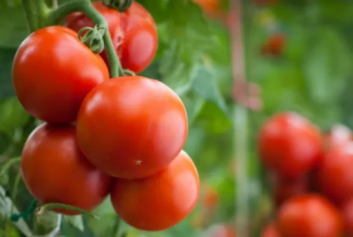 Tomate: Ritmo da safra de verão diminui, mas preços não se sustentam