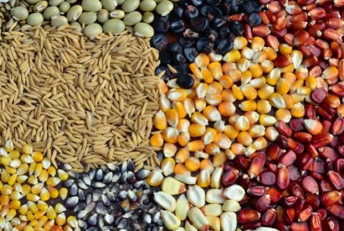 Confira variação de preços agrícolas em Santa Catarina, no Boletim Agropecuário de março