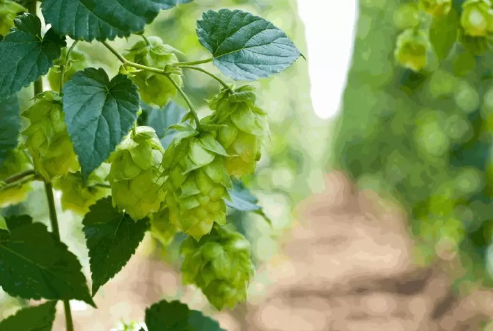 Brasil se prepara para expandir cultivo de lúpulo