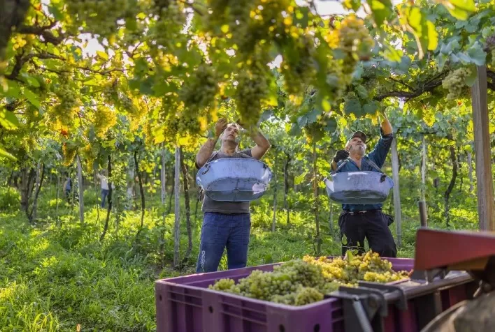 Com safra acima da projetada, Cooperativa Vinícola Garibaldi regulariza estoques