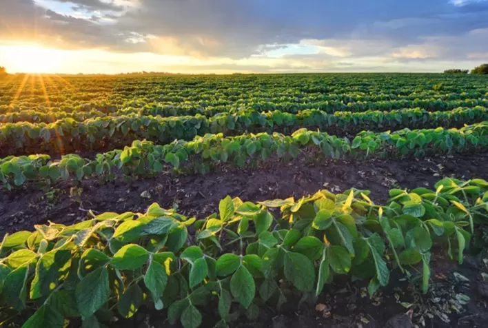 Rio Grande do Sul caminha para ser 2º em soja do Brasil em 20/21, superando Paraná