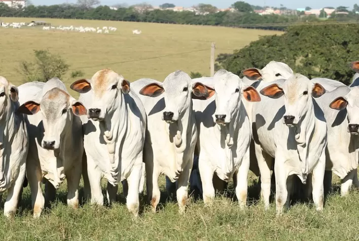 Cotação da novilha gorda subiu