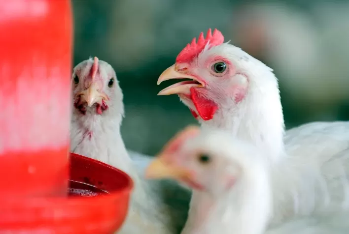 Desempenho do frango (vivo e abatido) na 12ª semana de 2021, quarta de março