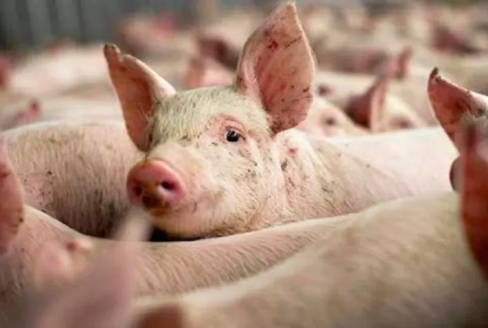 Mercado de suínos fecha sexta-feira em queda, com @ chegando a R$ 100,00 em SP