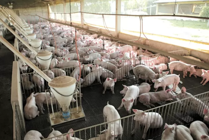 MS: produção de suínos cresce 70%