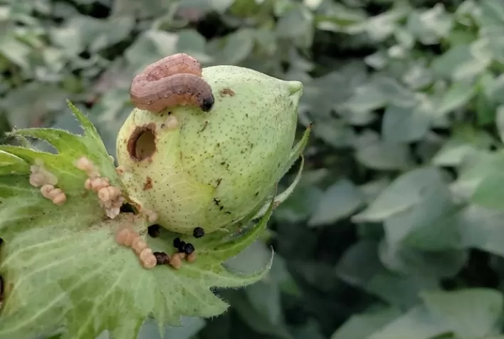 Controle de lagartas: Academia AgBiTech foca nos desafios da tecnologia de aplicação para o controle eficaz de Lepidópteros