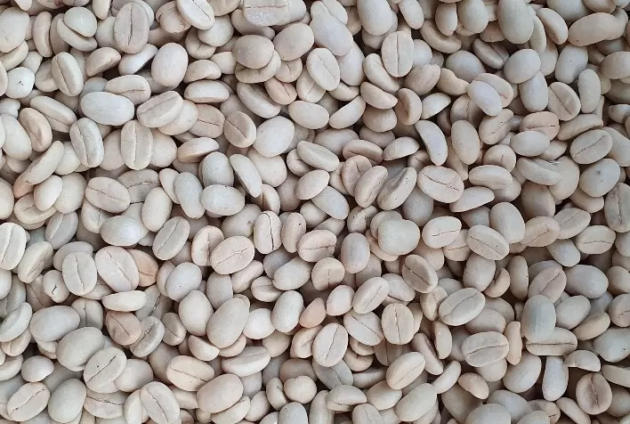 EPAMIG comercializa sementes qualificadas para a produção de mudas café