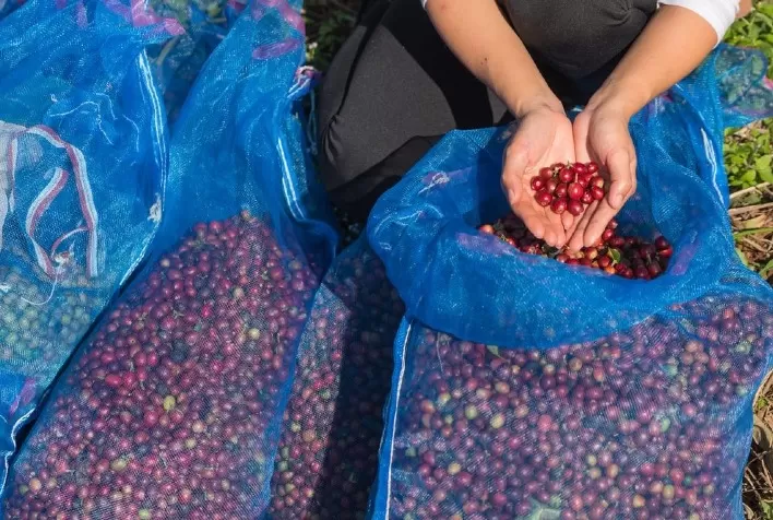 Diplomado Internacional de Cafeicultura Inovadora desafiou a pandemia e treinou virtualmente 125 técnicos em café da América Latina