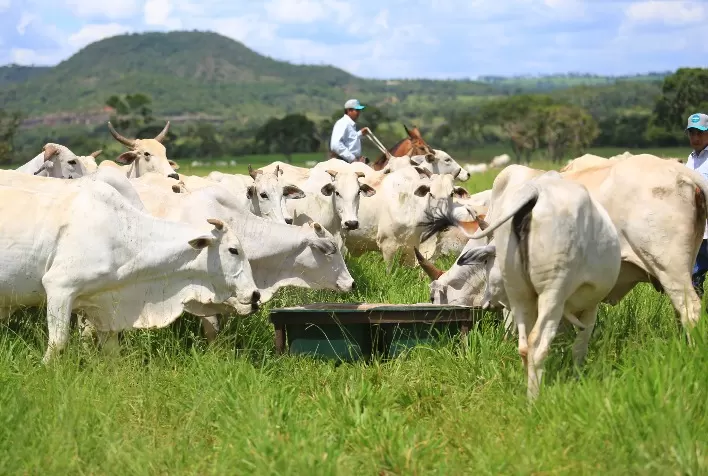 Estrutura de cocho: impacto direto no lucro da fazenda