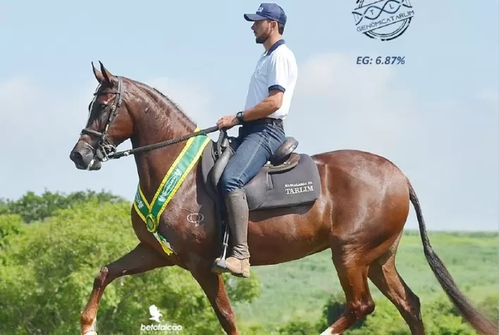 Haras Tarlim investe em análise genômica para aprimorar o plantel