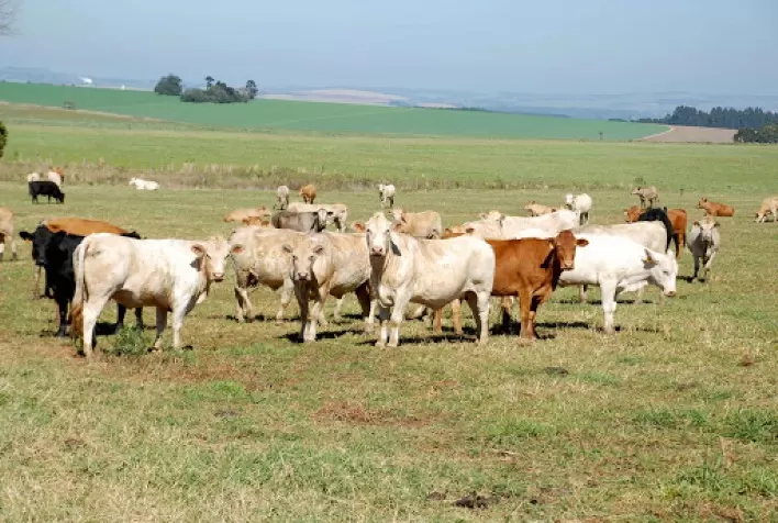 Imunocastração de bovinos: benefícios para o animal, o produtor e o consumidor