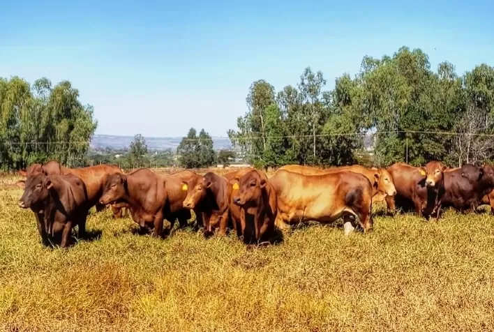 Raça Montana utiliza genômica para avaliar machos nascidos em 2019
