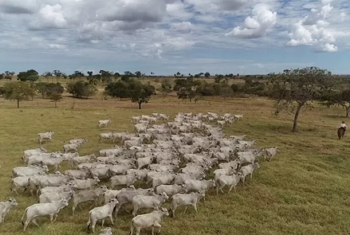 Liga do Araguaia abre nova seleção de fazendas para o Rebanho Araguaia II