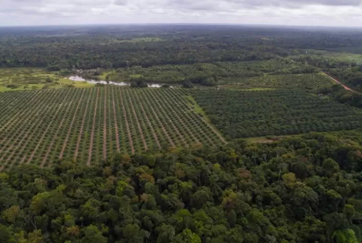 Projeto pioneiro da Natura comprova viabilidade da agrofloresta para cultivo de palma como alternativa à monocultura