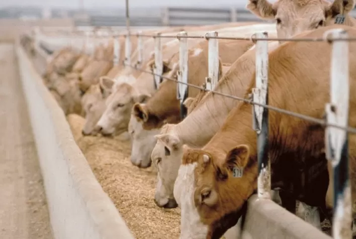 Alimentação de qualidade alavanca o processo de confinamento bovino