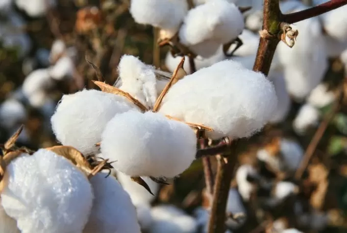 MT: chuvas preocupam sanidade do algodão