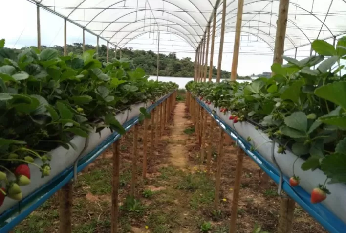 Epamig e Emater-MG se unem à Rede Morangos do Brasil para desenvolver variedades adaptadas do fruto