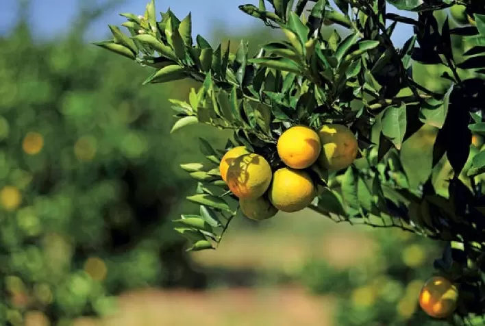 Pesquisa agrícola: Citricultura paulista reduz, em duas décadas, consumo de água suficiente para abastecer por um dia 200 milhões de pessoas